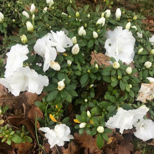 Rhododendron indicum Virág