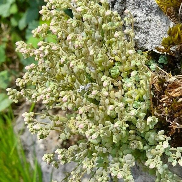 Sedum dasyphyllum 形態