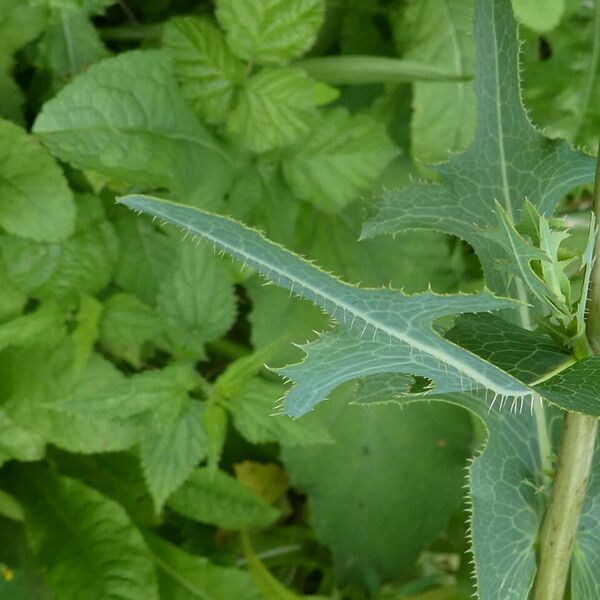 Lactuca serriola Листок