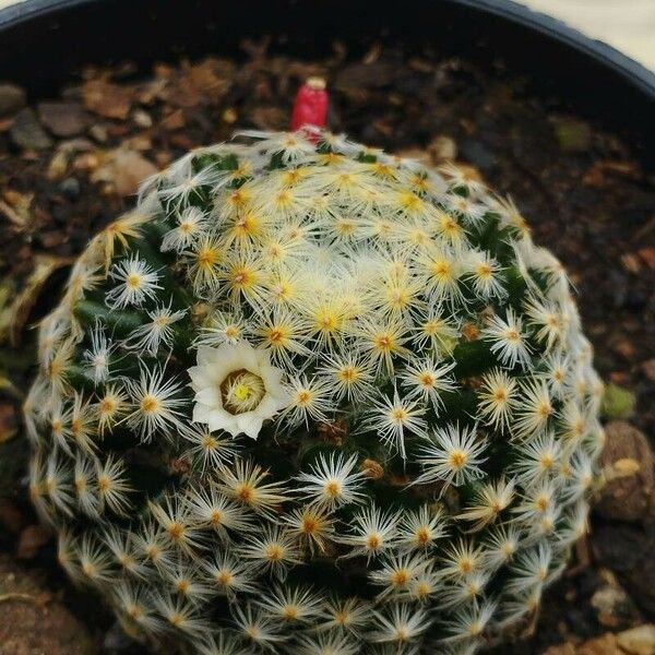 Mammillaria prolifera Flors