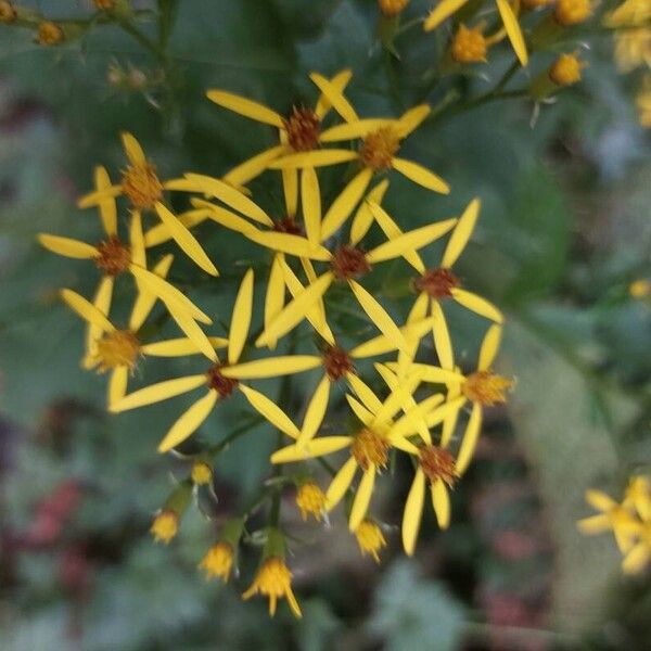 Senecio ovatus Blodyn