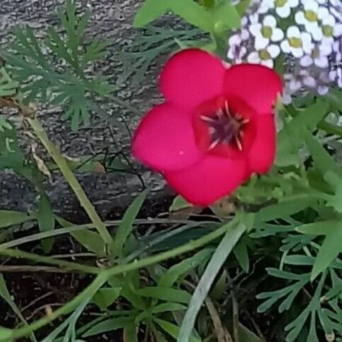 Linum grandiflorum Flower