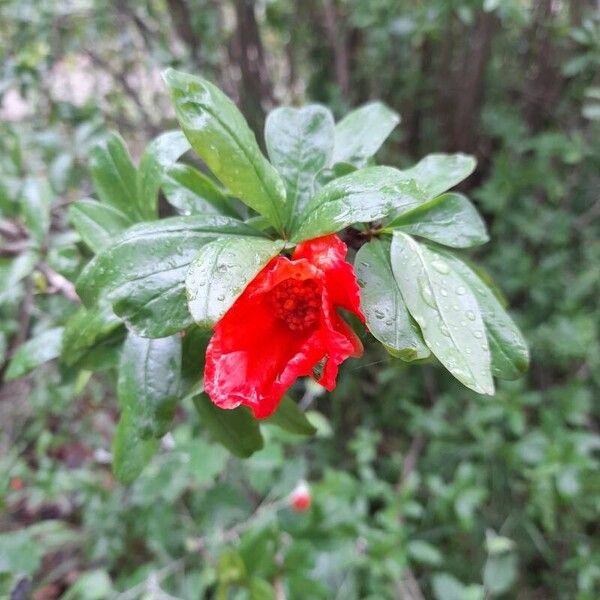 Punica granatum Λουλούδι