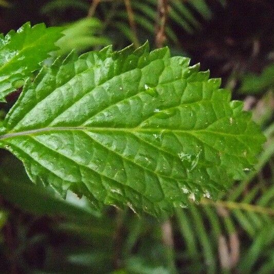 Stachytarpheta urticifolia Folha