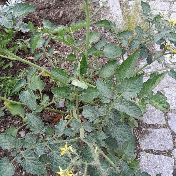 Solanum lycopersicum Habitus