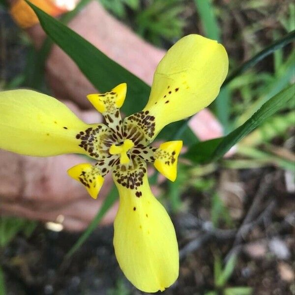 Trimezia martinicensis Квітка