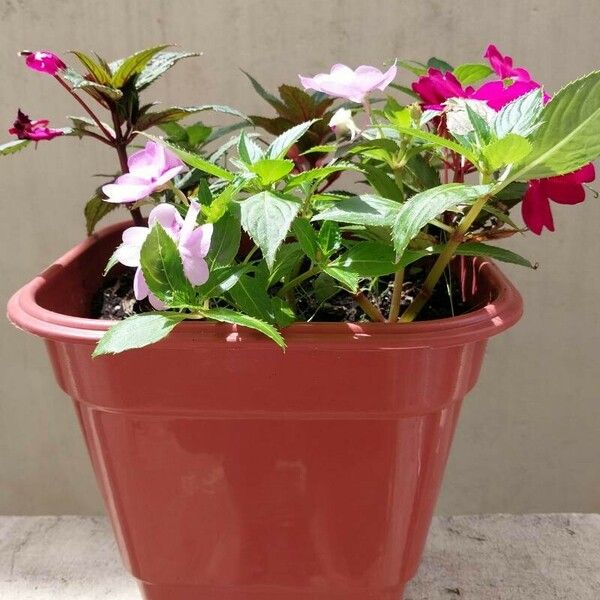 Impatiens balsamina 整株植物