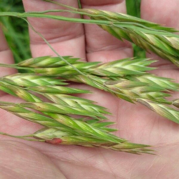 Bromus catharticus Floare