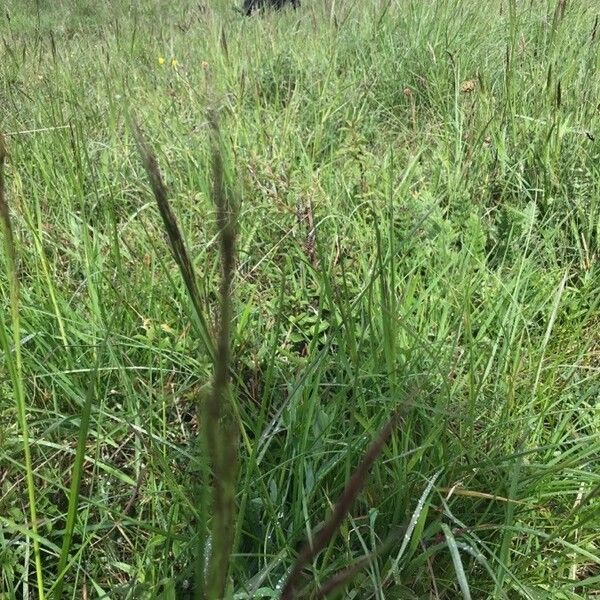 Bothriochloa ischaemum Blomst