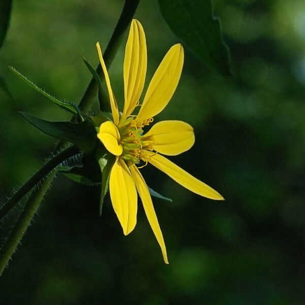 Silphium asteriscus Flower