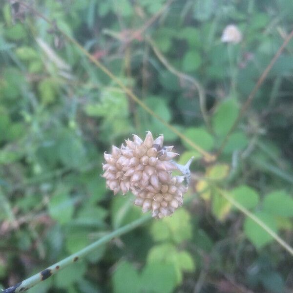 Allium vineale Ffrwyth