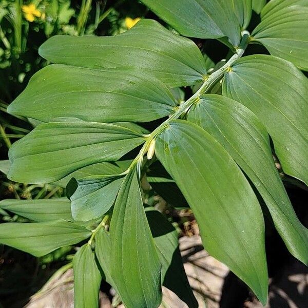 Polygonatum multiflorum Levél