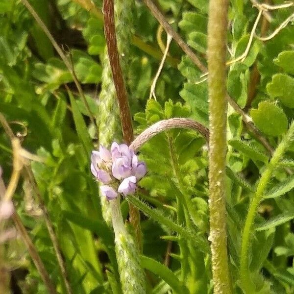 Biserrula pelecinus Blomst