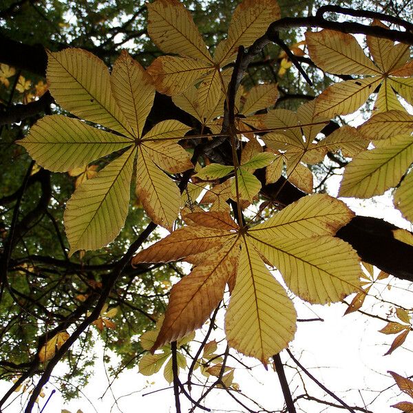 Aesculus turbinata Φύλλο