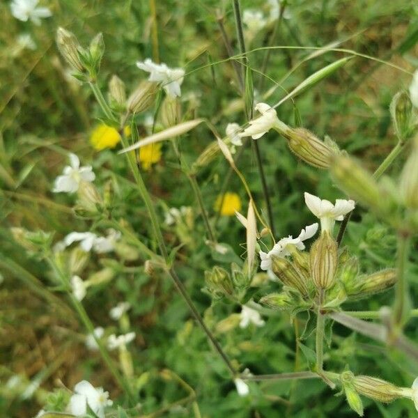 Silene dichotoma പുഷ്പം