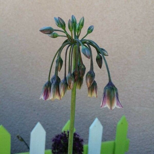 Allium paniculatum Flower