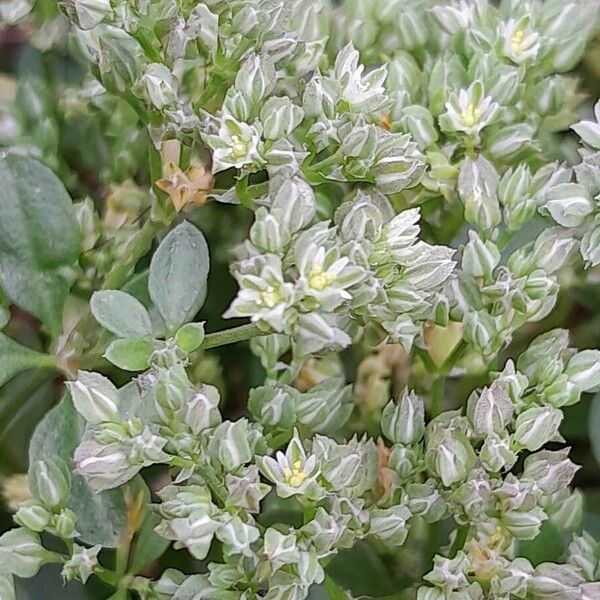 Polycarpon tetraphyllum Flower