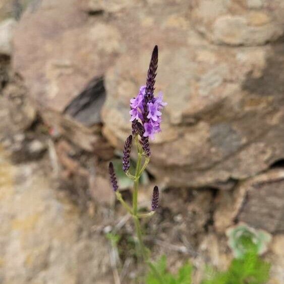 Lavandula canariensis Flower