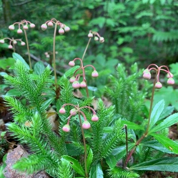 Chimaphila umbellata Habitatea