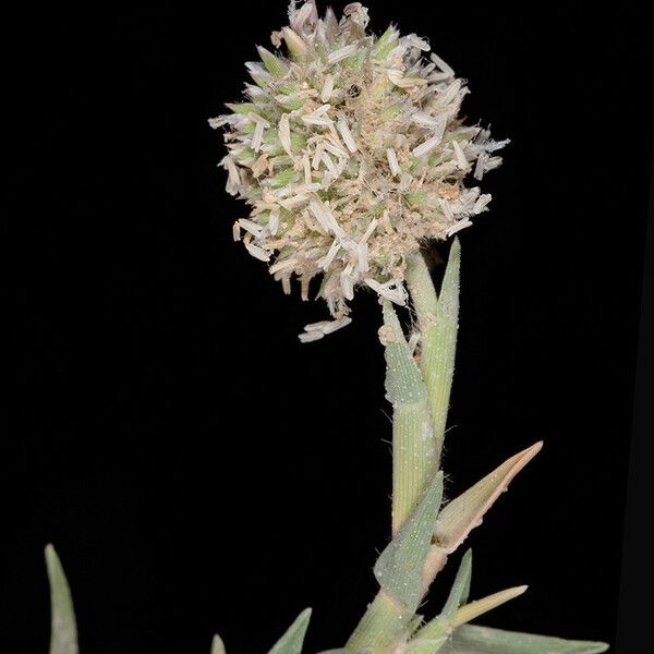 Aeluropus lagopoides Flower