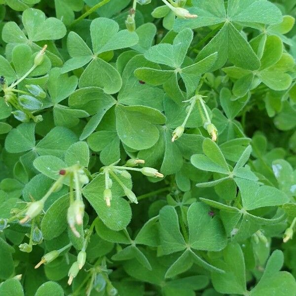 Oxalis stricta Fuelha