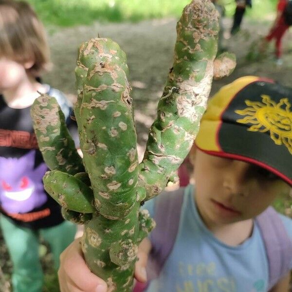 Austrocylindropuntia verschaffeltii पत्ता