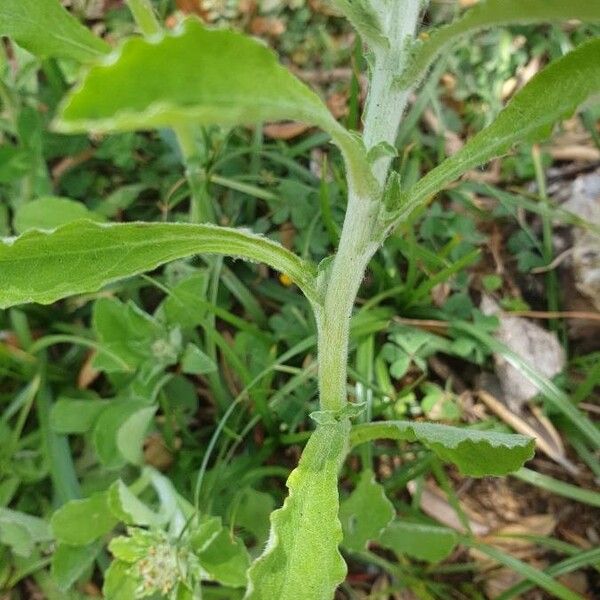 Gnaphalium purpureum पत्ता