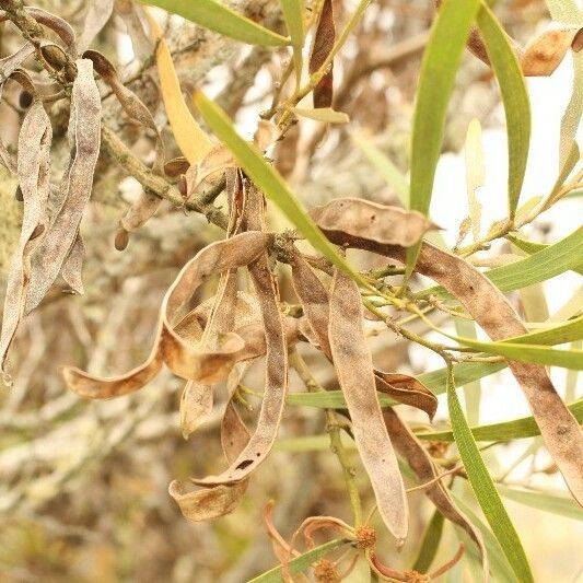 Acacia heterophylla Frugt