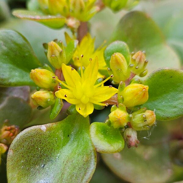 Sedum spathulifolium Кветка