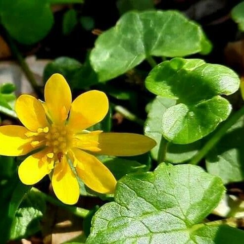 Ficaria verna Blomma