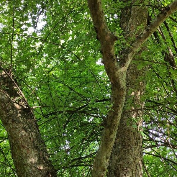 Ulmus parvifolia Tervik taim