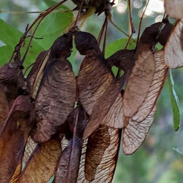 Acer monspessulanum Fruit