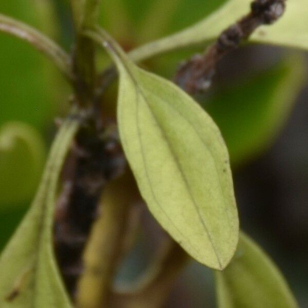 Psiadia terebinthina Leaf