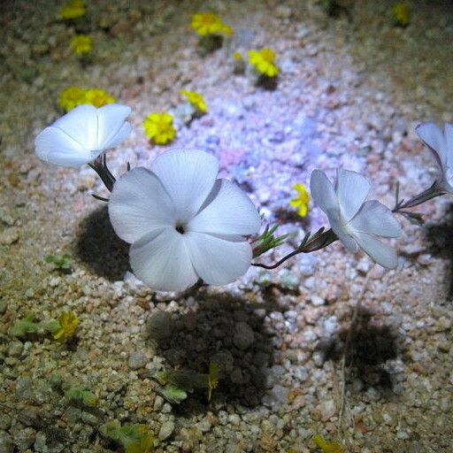 Linanthus dichotomus Flower