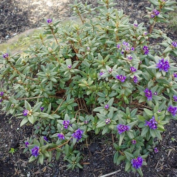 Rhododendron russatum