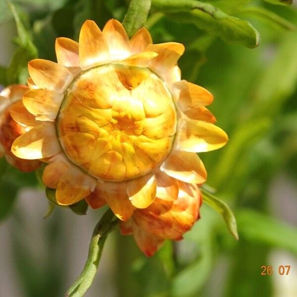 Xerochrysum bracteatum Fiore