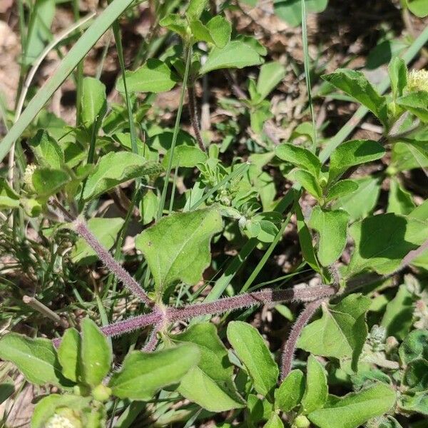 Acanthospermum australe Leaf