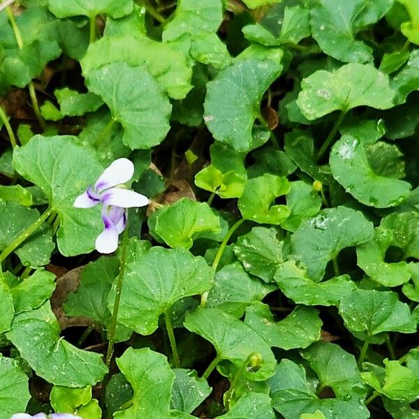 Viola hederacea 葉