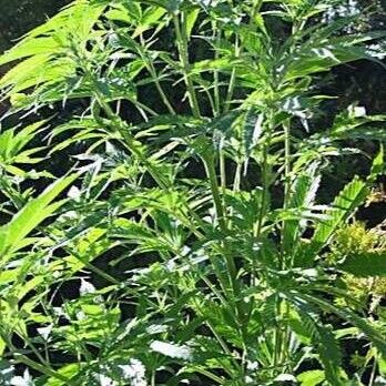 Cannabis sativa Plante entière