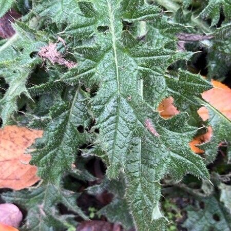 Cirsium vulgare Fuelha