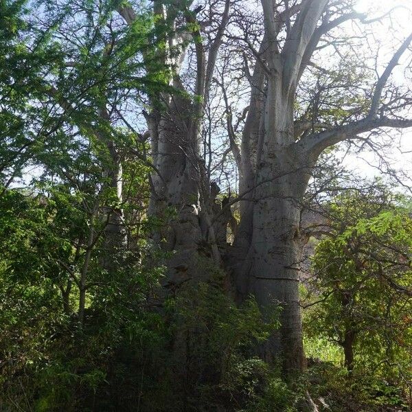 Adansonia digitata Кара