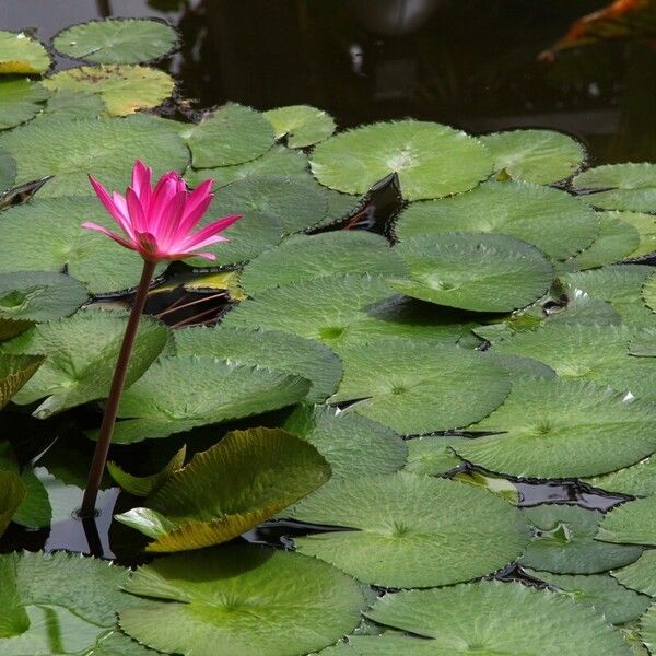 Nymphaea rubra Лист