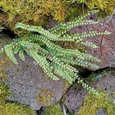 Asplenium trichomanes Hábitos