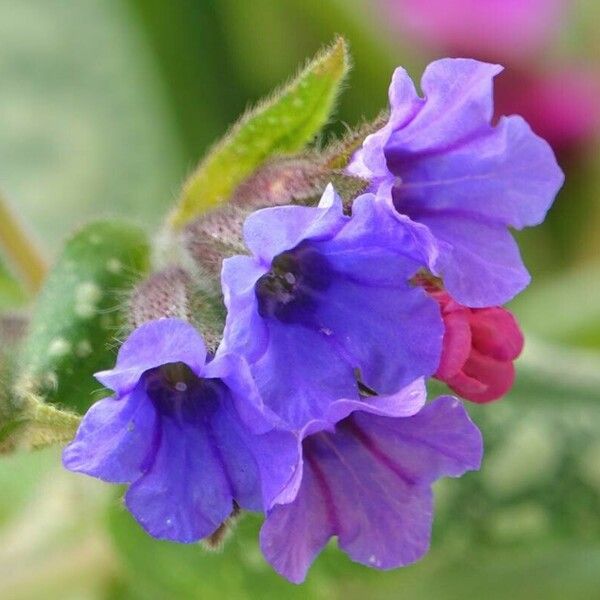 Pulmonaria saccharata Цвят