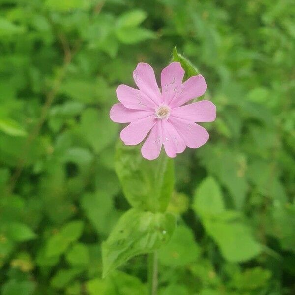 Silene dioica Flor