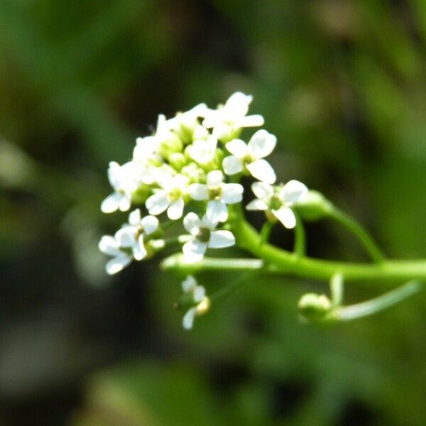 Calepina irregularis പുഷ്പം