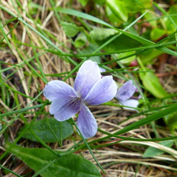 Viola adunca Blomst