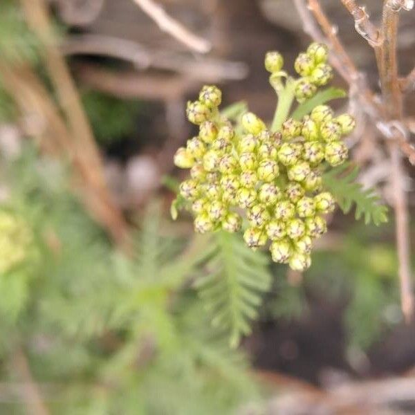 Achillea chamaemelifolia Цвят