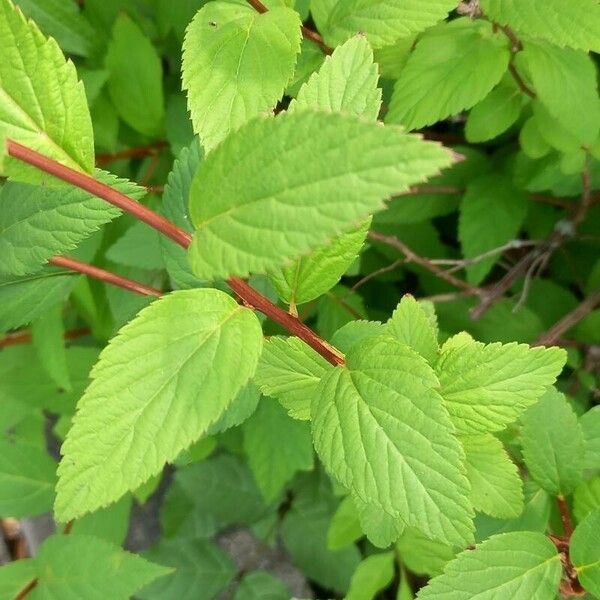 Spiraea japonica 葉