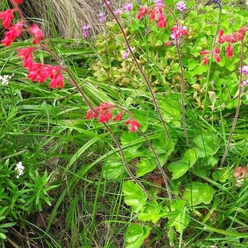 Heuchera sanguinea Кветка